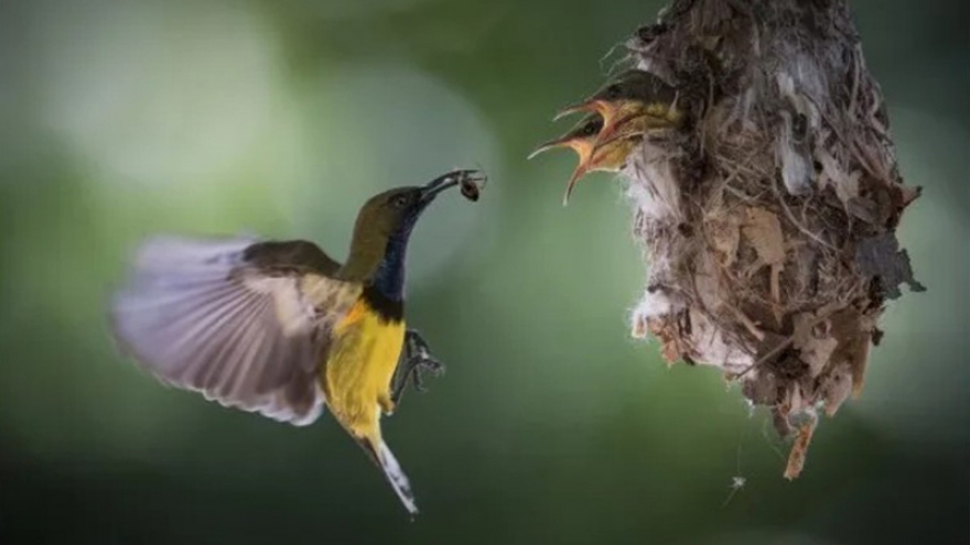 Vietnamese entrant claims gold at international photo contest